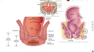 Sphincter muscle, any of the ringlike muscles surrounding and able to contract or close a bodily one of the most important human sphincter muscles is the sphincter pylori, a thickening of the middle. Anal Canal Sphincters Introduction Anatomy Youtube