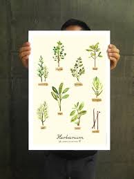 herb watercolor painting kitchen print herb chart herb