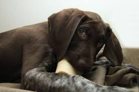 Male german shorthaired pointer puppy for sale. Can German Shorthaired Pointers Be Left Alone