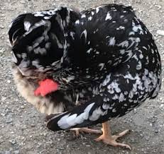 While dust bathing, your chickens will use the time to preen out old feathers, remove sheaths from new feathers and generally freshen themselves up. Chicken Dust Bath Diy Options For Your Coop Why Birds Do This