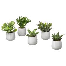 Succulent Grey Potted Plant With Pot Diameter Of Plant Pot 6 Cm Ikea In 2020 Sukkulente Topfe Pflanzen Ikea Pflanzen