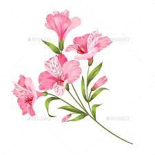 Alstromeria Branch Isolated On White Lilies Drawing Flower Drawing Tutorials Watercolor Flowers Paintings