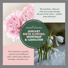January Birth Flowers January Birth Flowers Birth Flowers January Flower