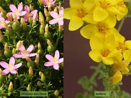 Image result for Gentianaceae