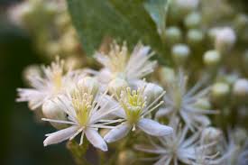 These varieties range from upright bushes reaching 8 or 9 feet to low growing groundcovers that only get 6 inches in height. California Vines Guide 8 Drought Tolerant Native Vines Install It Direct