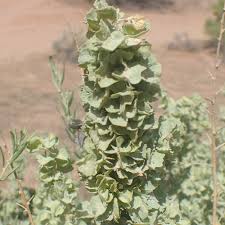 Image result for Atriplex