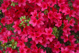 Here Are The Best Evergreens For Adding Year Round Beauty To Your Backyard Azaleas Landscaping Azalea Flower Hydrangea Landscaping