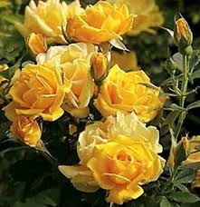 Image result for the yellow rose of texas