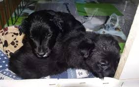 Great dispos… border collie puppies 2022.91 miles Are There Differences In Temperament Between Short And Long Haired Border Collies Quora