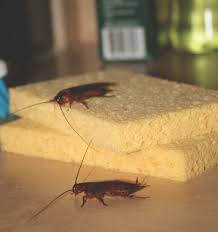 Pin On Asthma Allergies