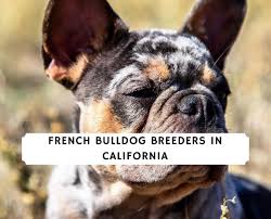What does this mean to you? French Bulldog Breeders In California Top Picks 2021 We Love Doodles