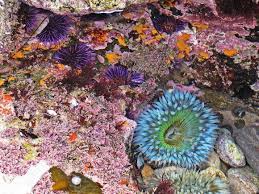 Tide Pools Little Corona Del Mar Newport Beach California