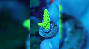 Image result for Acrotome hispida