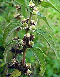 Image result for Lippia javanica