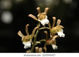 Image result for Eulophia tuberculata