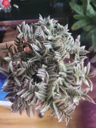 Image result for Cyanotis caespitosa