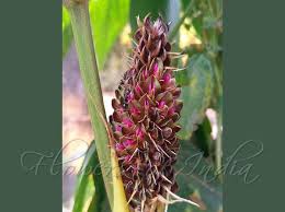 Image result for Flemingia