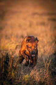 Jagd Wachhund Der Lowenhund Aus Sudafrika In Der Schweiz