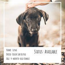 These dogs will fall between $100 to now, the cost to adopt a dog depends on whether you adopt from a shelter or a rescue group. The Best Places To Find A Really Cheap Puppy Pethelpful