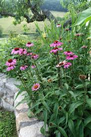 Besonders der sommerliche garten sieht nicht sommerlich aus. Blumen Im Garten
