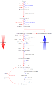 Gluconeogenesis Definition Steps Regulation And Precursors Biochemistry Notes Biochemistry Glycolysis Pathways
