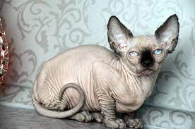 Ideas To Pick Best Names For Sphynx Cats