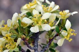 Image result for Polystachya tridentata