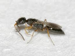 Tiny Wasp Laelius Pedatus Bugguide Net