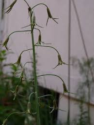 Image result for Dipcadi