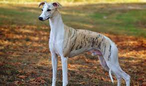 Whippet Dog Breed Information