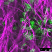Maybe you would like to learn more about one of these? A Flash On Jupiter The Death Of Mitochondria And The World Under Your Skin The Week S Best Science Gifs Scientific American