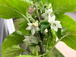 Maybe you would like to learn more about one of these? Should I Pinch Early Flower Buds Off My Pepper Plants Pepper Geek
