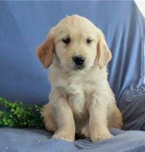 Golden bond rescue's mission is to find caring, adoptive homes for goldens in need and to educate the public to prevent the homeless goldens of the future. Calgary Golden Retriever For Adoption Dogs Puppies For Sale Classifieds At Eclassifieds 4u