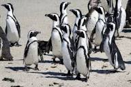 African penguin | Endangered Species, Habitat & Diet | Britannica