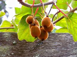 There are also some exotic types of berries such as goji and acai berries that are praised for their health benefits. All About That Fuzzy Fruit You Have The Garden Palette