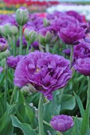 Tulpe Exquisit Lila Garten Lila Bluten Tulpen