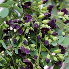 Image result for Dalbergia bracteolata