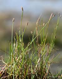 Image result for Eleocharis naumanniana