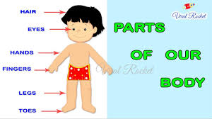 Hook them together with a metal binder ring. Learn Body Parts For Kids In English Body Parts Names For Children Parts Of The Body For Kids Youtube