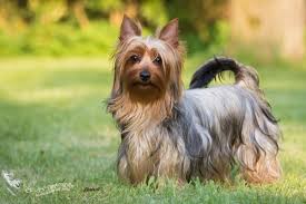 Größe, charakter, erziehung, preis : Australian Silky Terrier Rassebeschreibung Adressen Und Viele Fotos