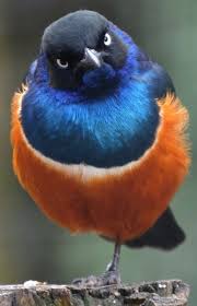 Blue Bird With Orange Wings Orange And Blue Bird Colorful Birds Birds Beautiful Birds