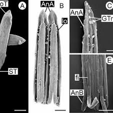 Image result for Vernonia amblyolepis