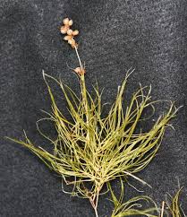 Image result for Stuckenia