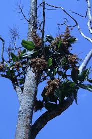 Image result for Triplaris americana