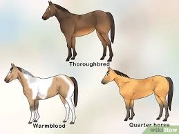 How To Handle Equine Wobblers Syndrome 13 Steps With Pictures