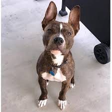 Boxer & american staffordshire terrier. Pitbull Boxer Mix 10 Important Facts About Bullboxer American Bully Daily
