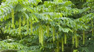 Image result for Juglandaceae