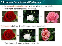 Inheritance of dominant and recessive genes. Sponge 4 What Is The Difference Between Incomplete Dominance And Codominance 7 2 Give An Example Of Each Ppt Video Online Download