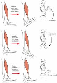 Examples of this type of muscle include. 9 3e Types Of Muscle Contractions Isotonic And Isometric Medicine Libretexts