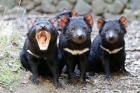 Top 15 Of The Most Incredible Animals Of Australia Boutique Travel Blog Australia Animals Australian Native Animals Endangered Animals